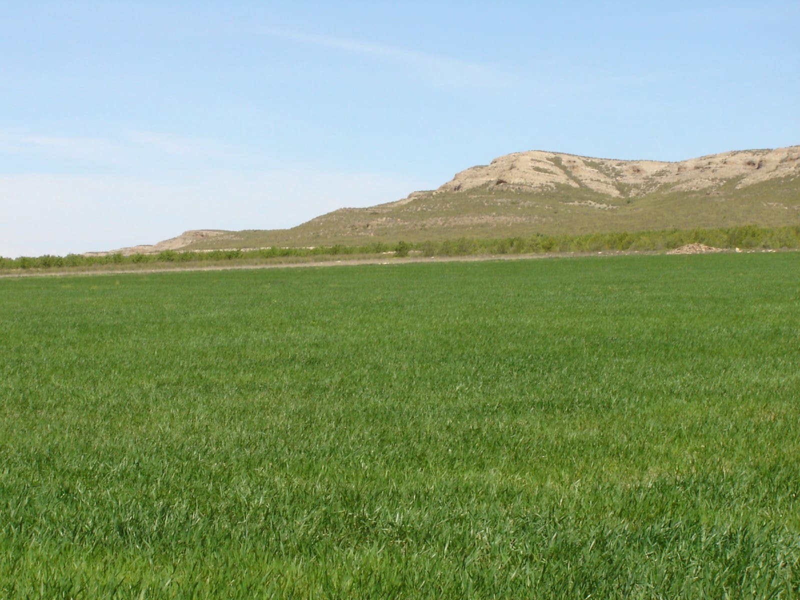 Terre non Aménagée à vendre à Yecla - 450 000 € (Ref: 8689892)