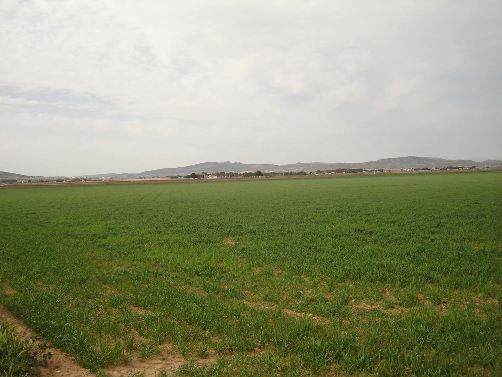 Terre non Aménagée à vendre à Yecla - 450 000 € (Ref: 8689892)