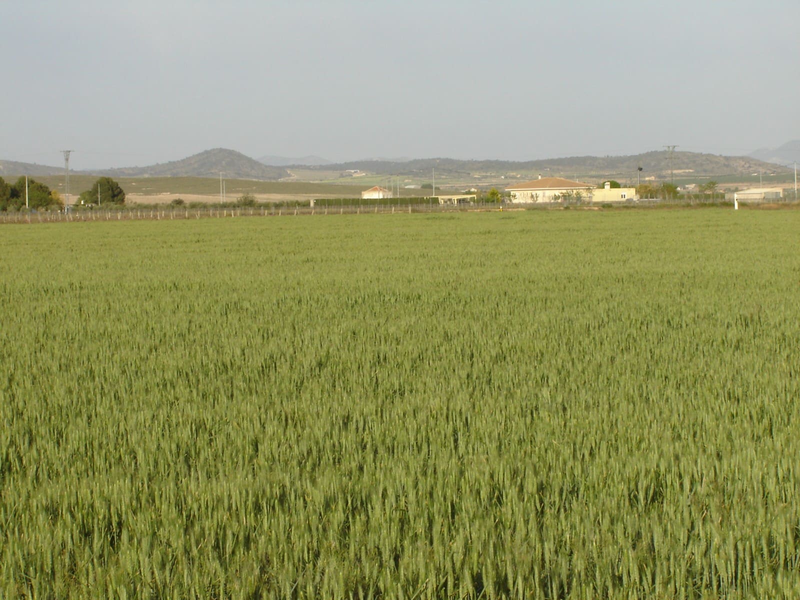 Terre non Aménagée à vendre à Yecla - 450 000 € (Ref: 8689892)