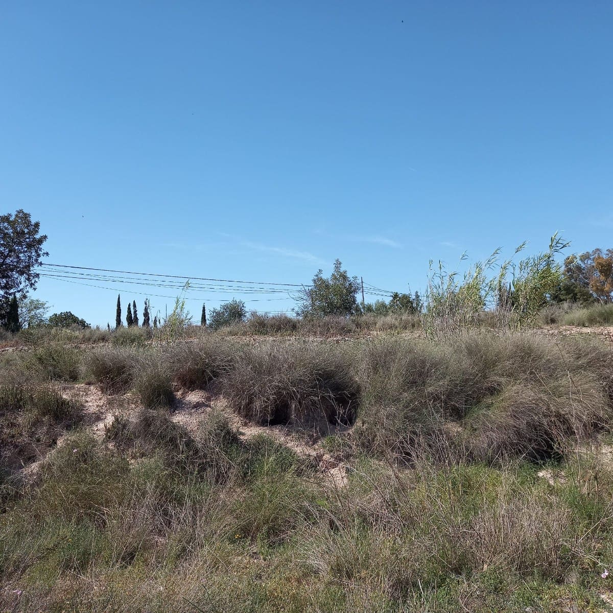 Grunde uden byggetilladelser til salg i Novelda - € 55.000 (Ref: 8762599)