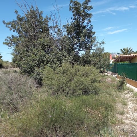 Mark till salu i Novelda - 55 000 € (Ref: 8762599)