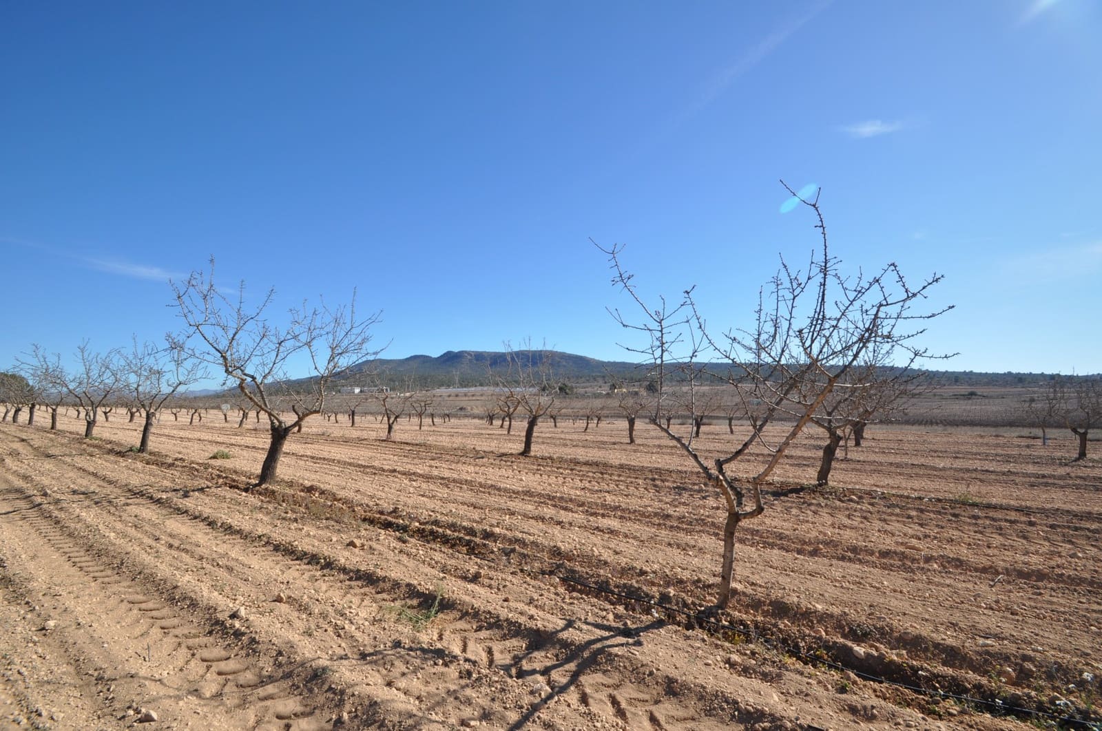 Mark till salu i Monovar / Monover - 56 995 € (Ref: 8834774)