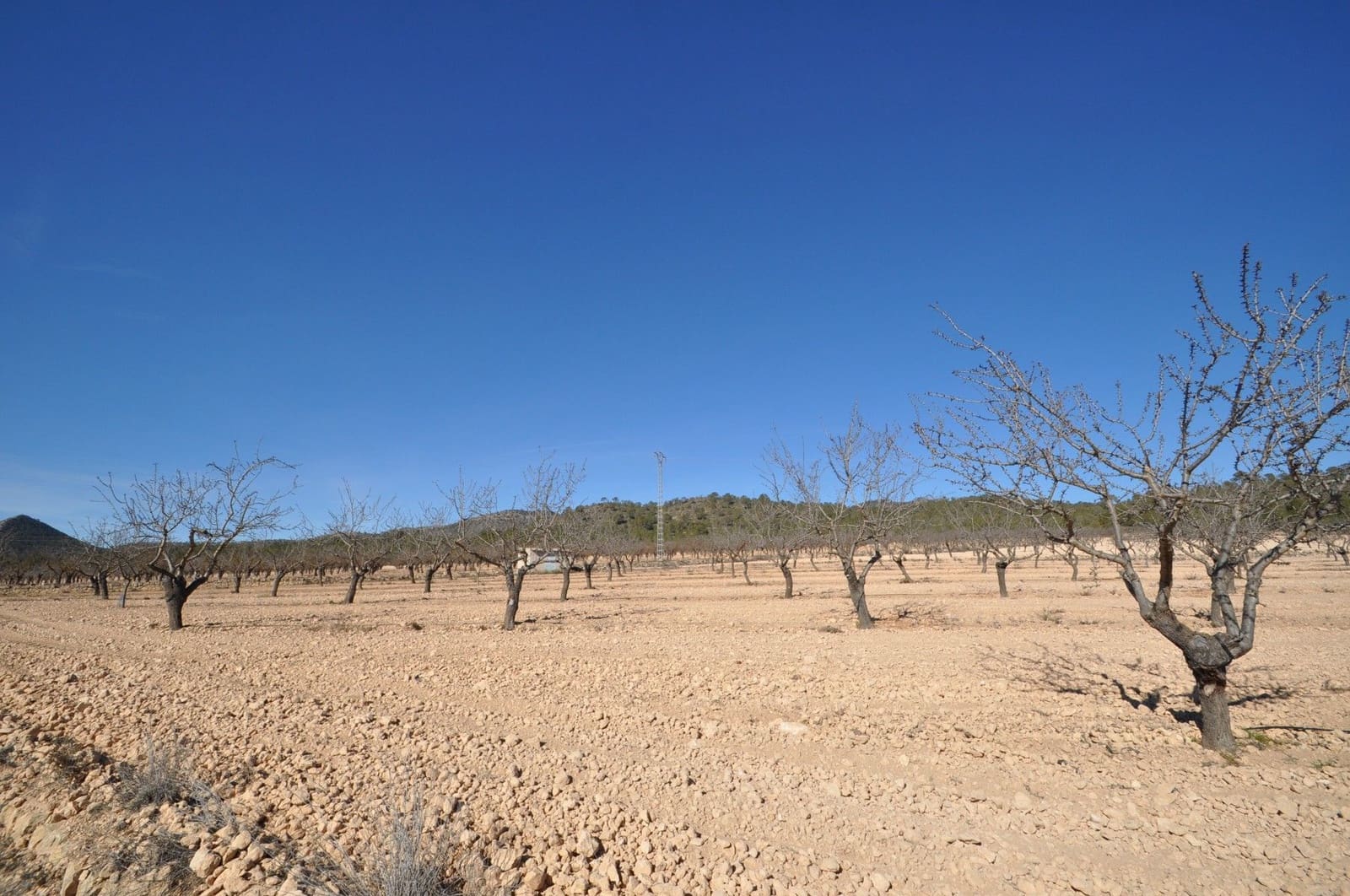 Undeveloped Land for sale in Monovar / Monover - € 56,995 (Ref: 8834774)