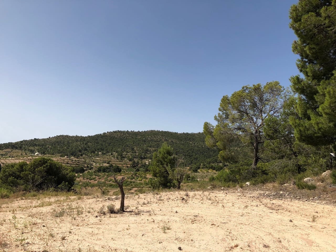 Terre non Aménagée à vendre à Yecla - 59 995 € (Ref: 8894134)