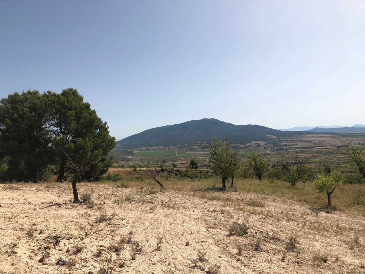 Terre non Aménagée à vendre à Yecla - 59 995 € (Ref: 8894134)