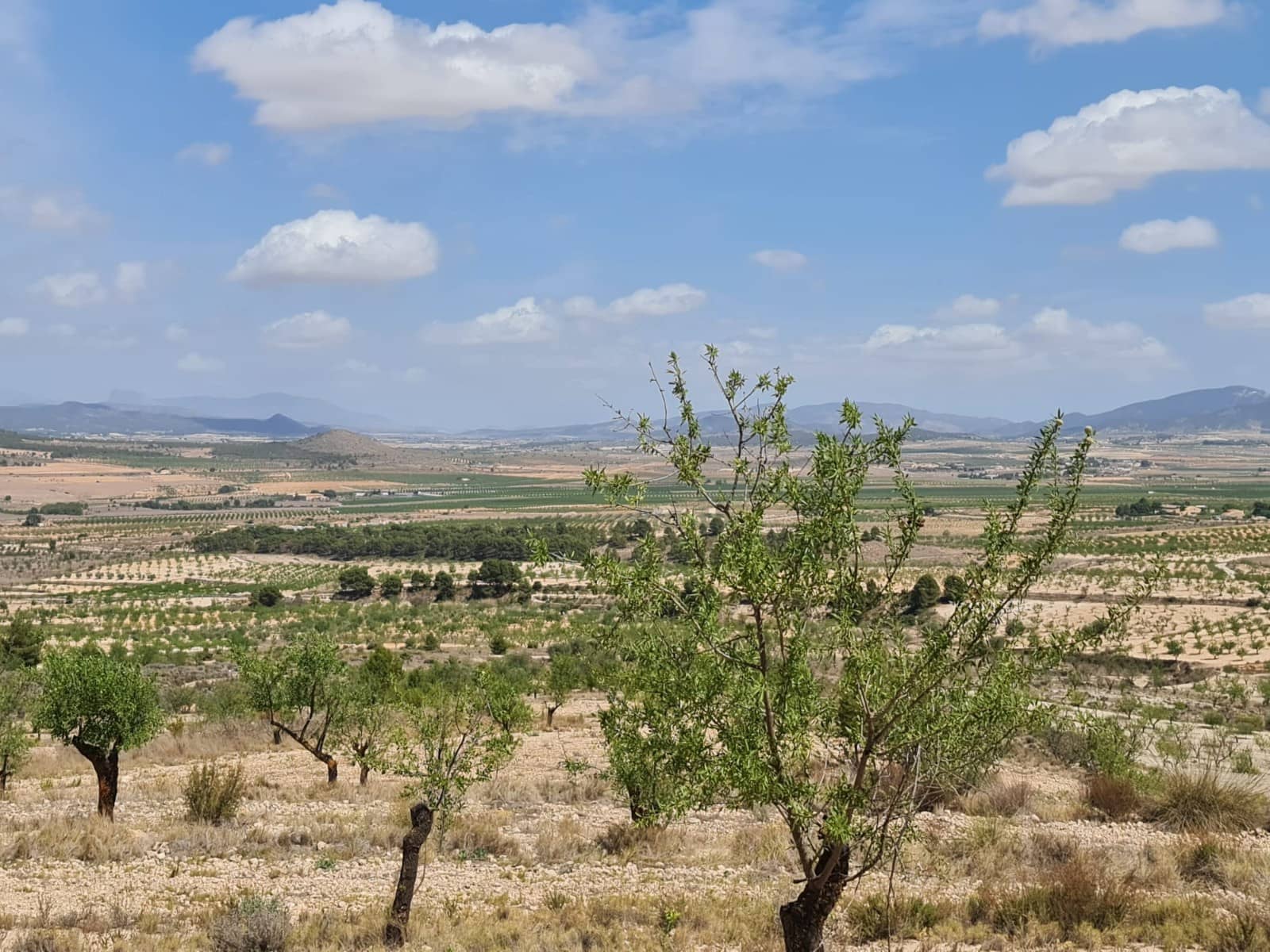 Terre non Aménagée à vendre à Yecla - 59 995 € (Ref: 8894134)