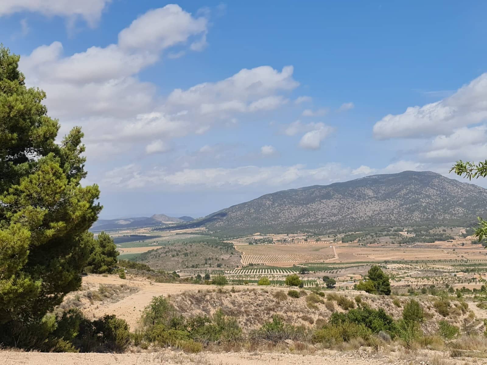 Terre non Aménagée à vendre à Yecla - 59 995 € (Ref: 8894134)