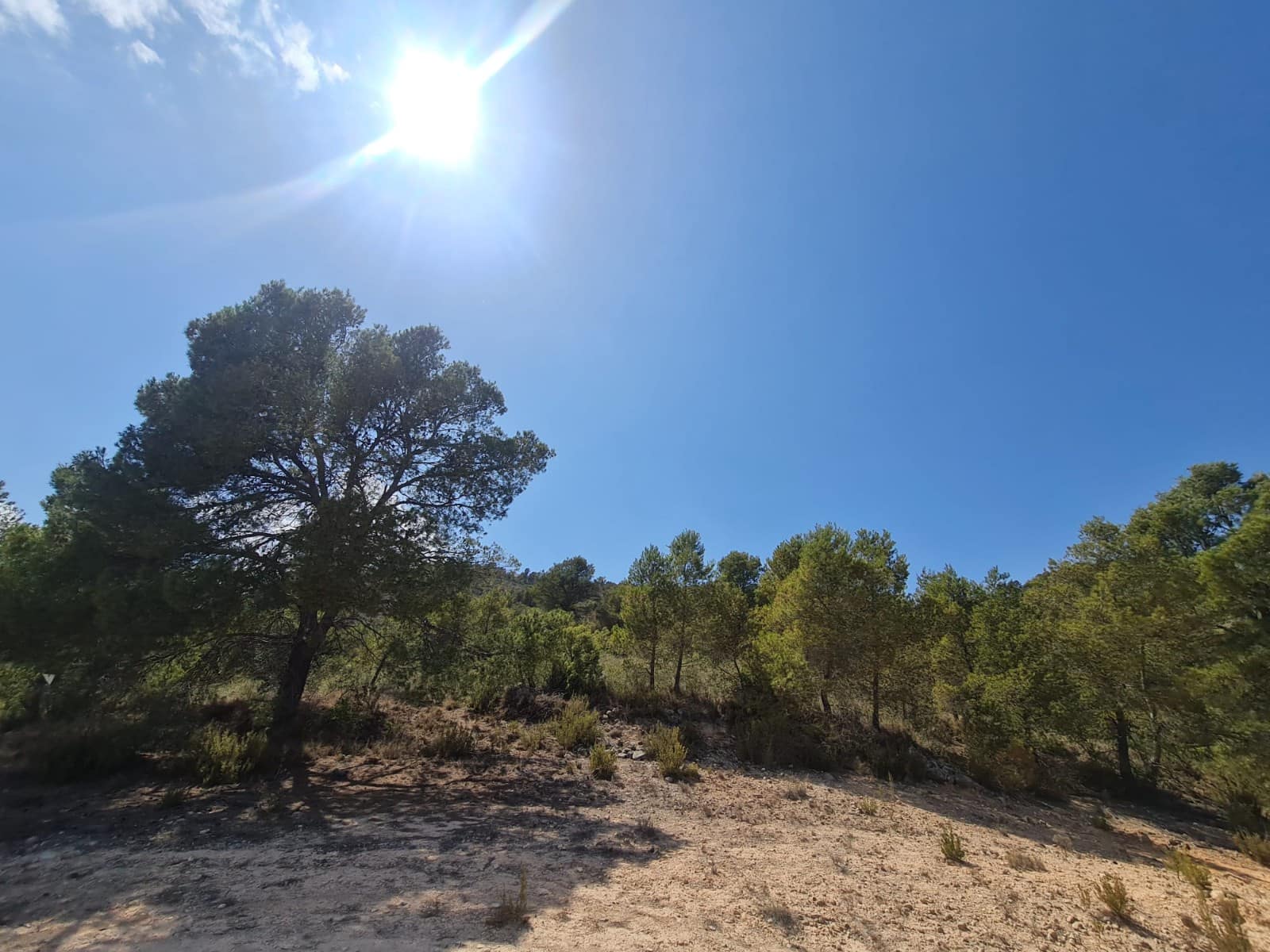 Terre non Aménagée à vendre à Yecla - 59 995 € (Ref: 8894134)