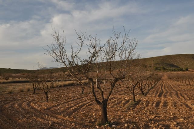 Terre non Aménagée à vendre à Abanilla - 85 995 € (Ref: 8901678)