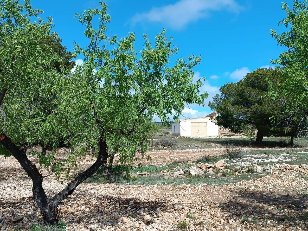 Finca/Herregård til salgs i Yecla - € 29 000 (Ref: 8920399)