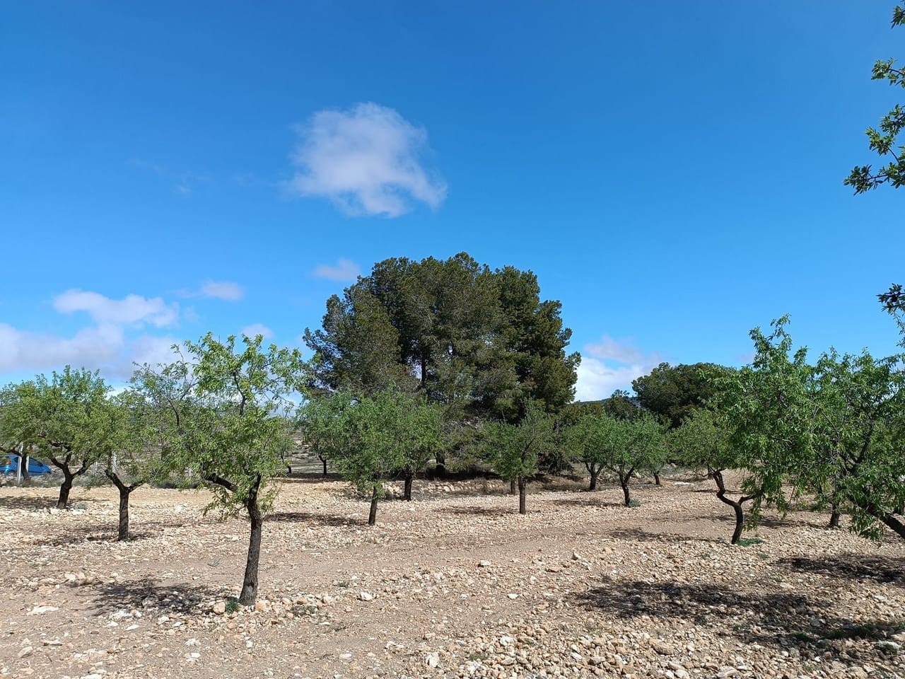 Finca/Herregård til salgs i Yecla - € 29 000 (Ref: 8920399)