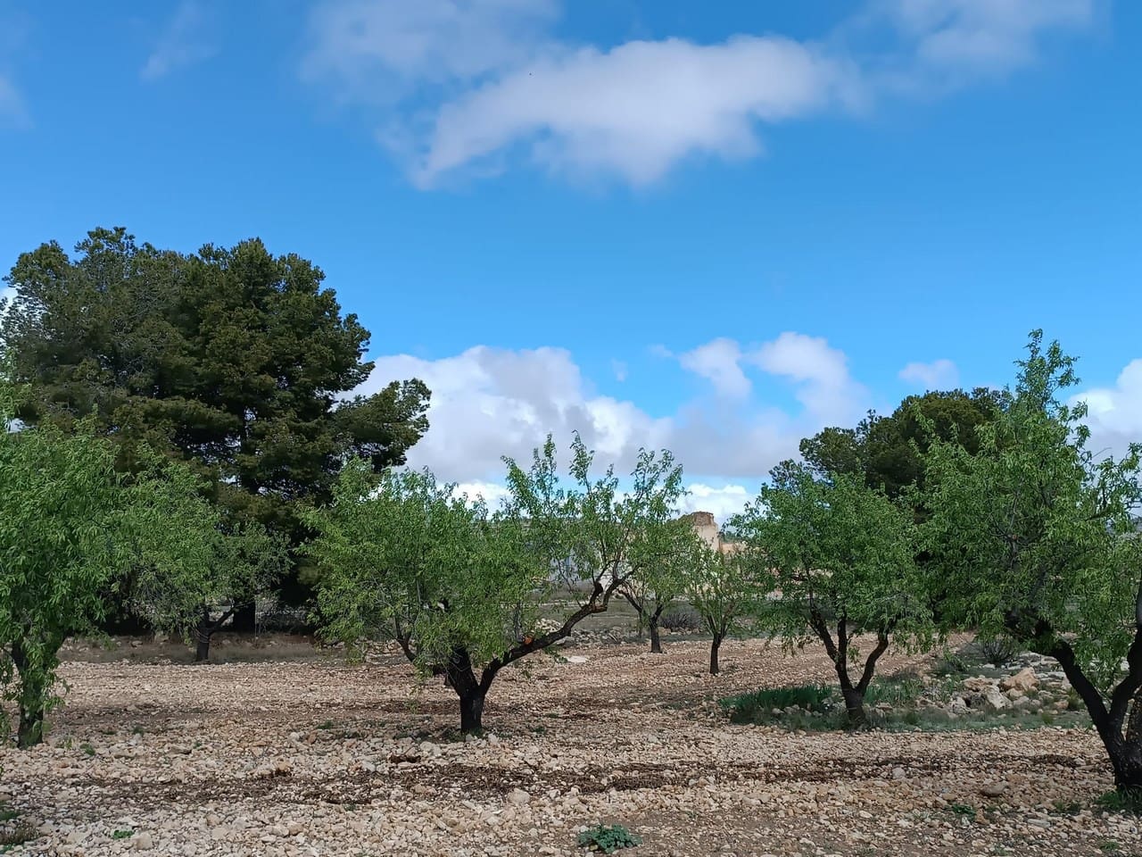 Finca/Herregård til salgs i Yecla - € 29 000 (Ref: 8920399)