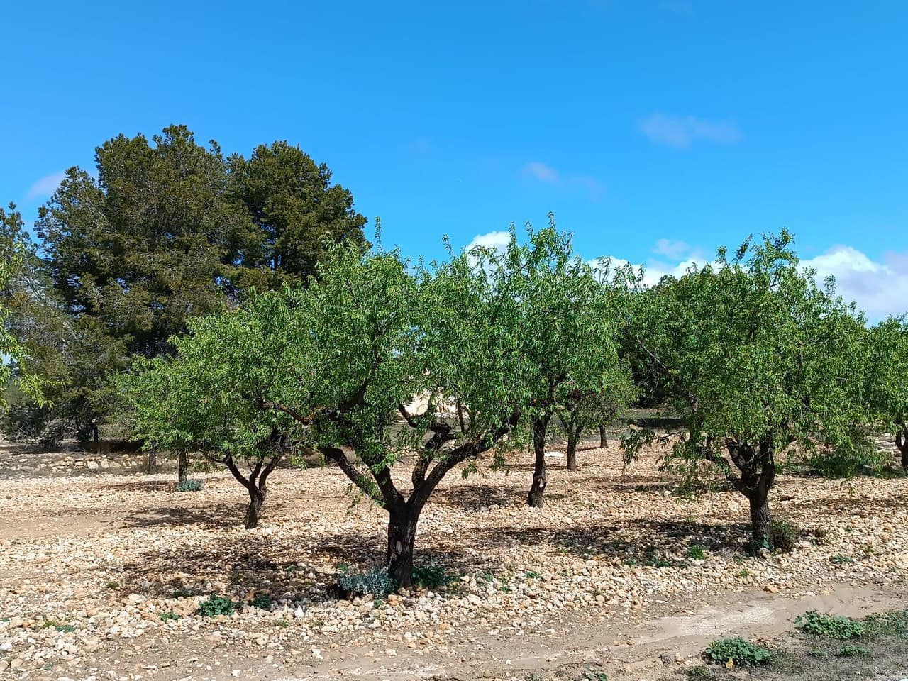 Finca/Herregård til salgs i Yecla - € 29 000 (Ref: 8920399)