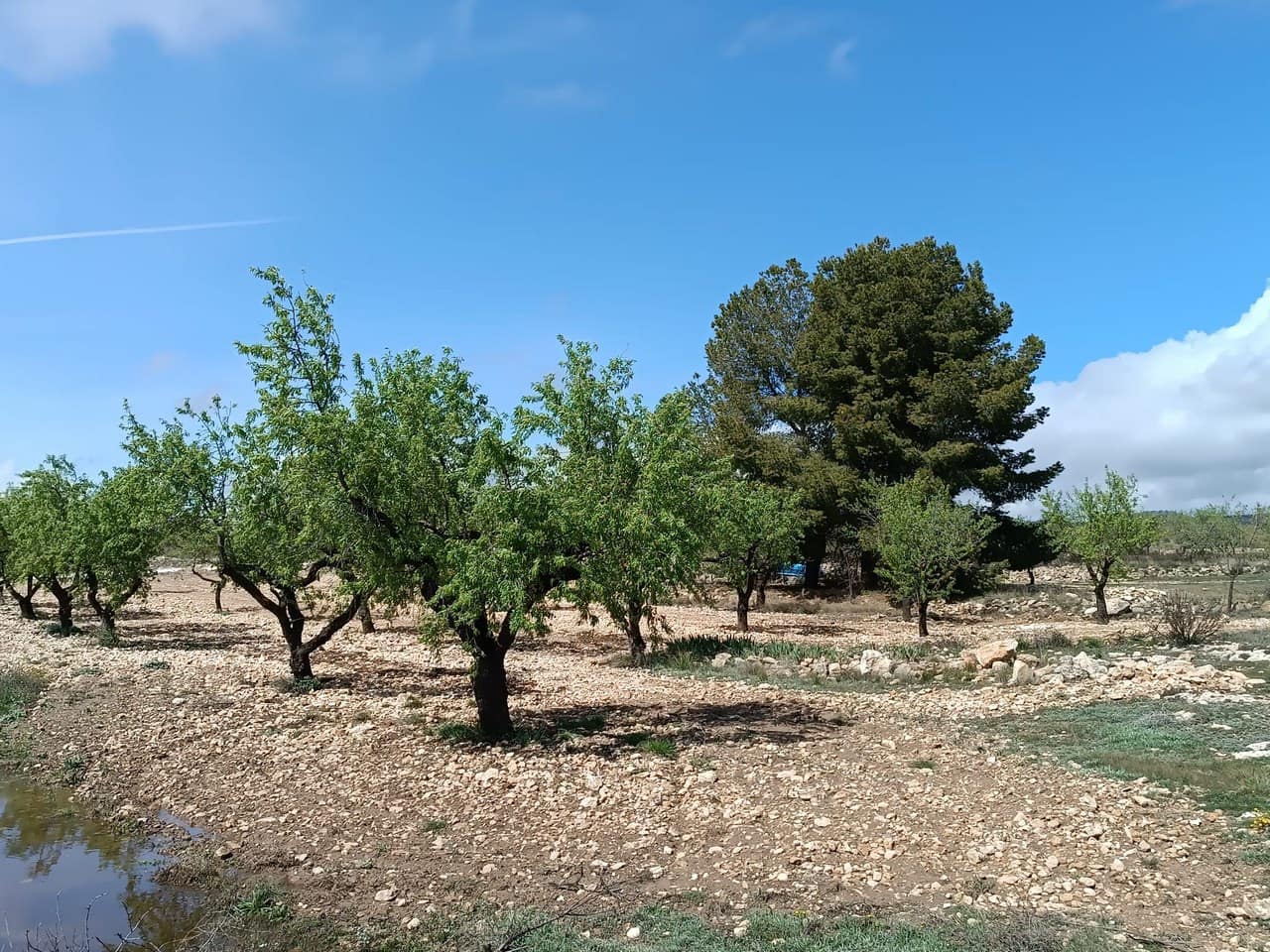 Finca/Herregård til salgs i Yecla - € 29 000 (Ref: 8920399)