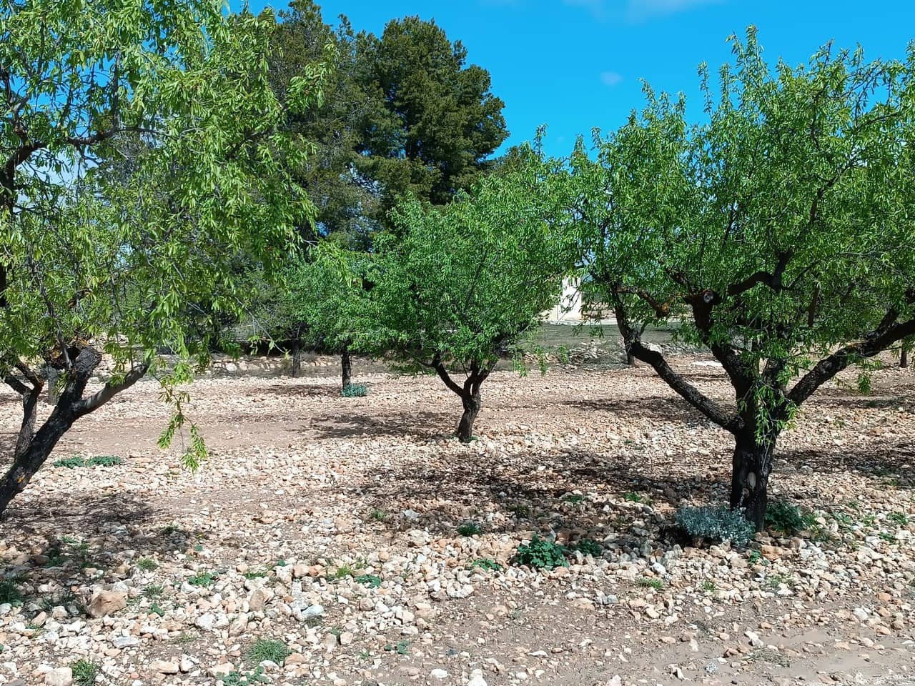 Finca/Herregård til salgs i Yecla - € 29 000 (Ref: 8920399)