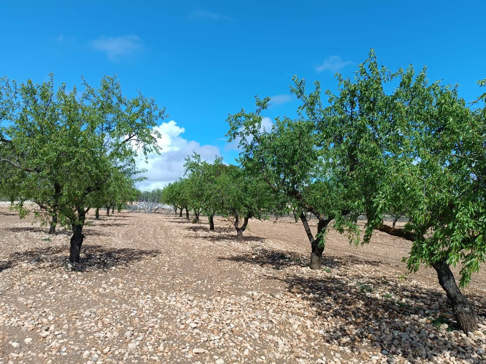 Grunde uden byggetilladelser til salg i Yecla - € 12.000 (Ref: 8920400)