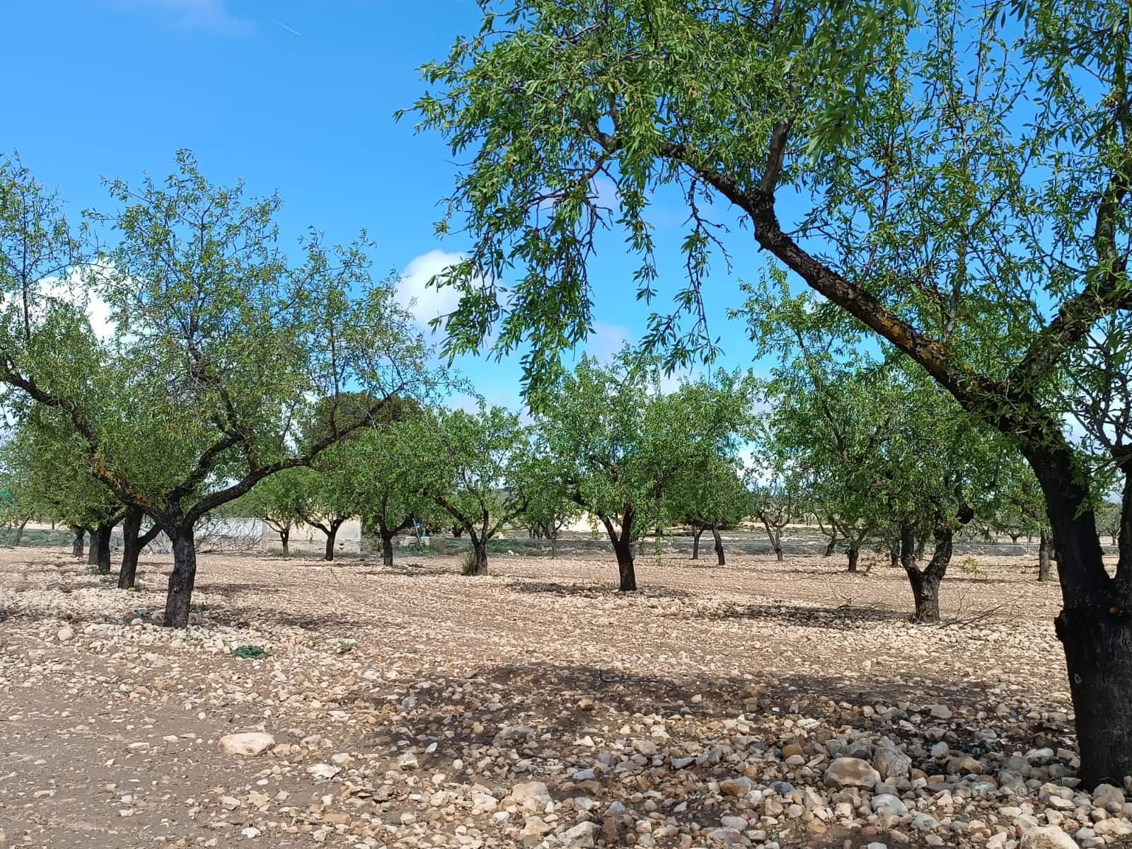 Landgrundstück zu verkaufen in Yecla - 12.000 € (Ref: 8920400)