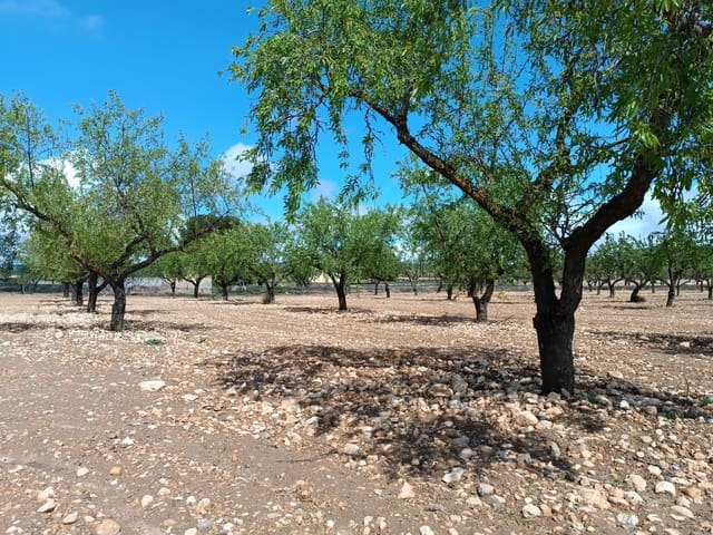 Terreno Non Edificato in vendita in Yecla - 12.000 € (Rif: 8920400)
