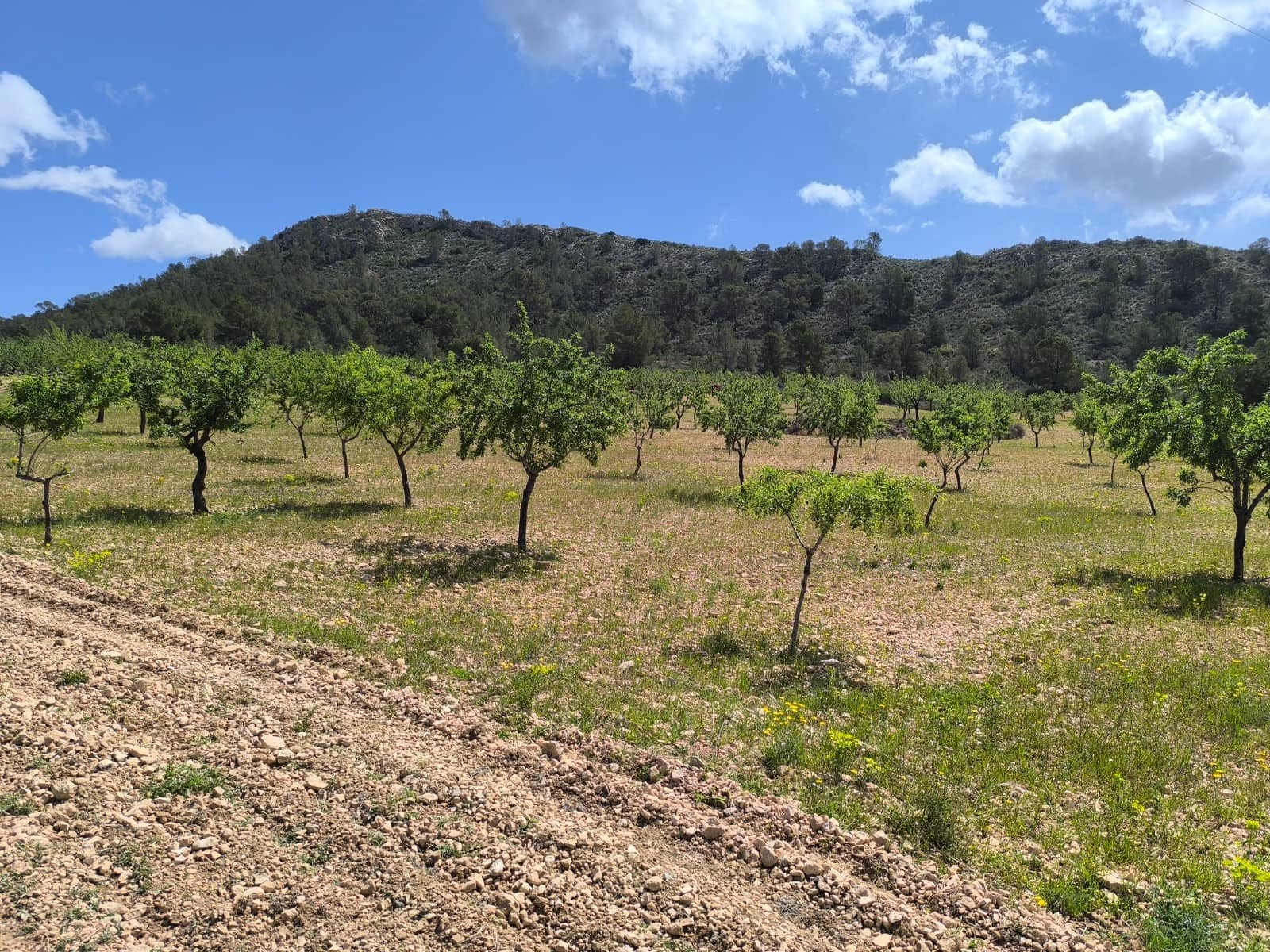 Grond te koop in Orihuela - € 36.000 (Ref: 8927143)