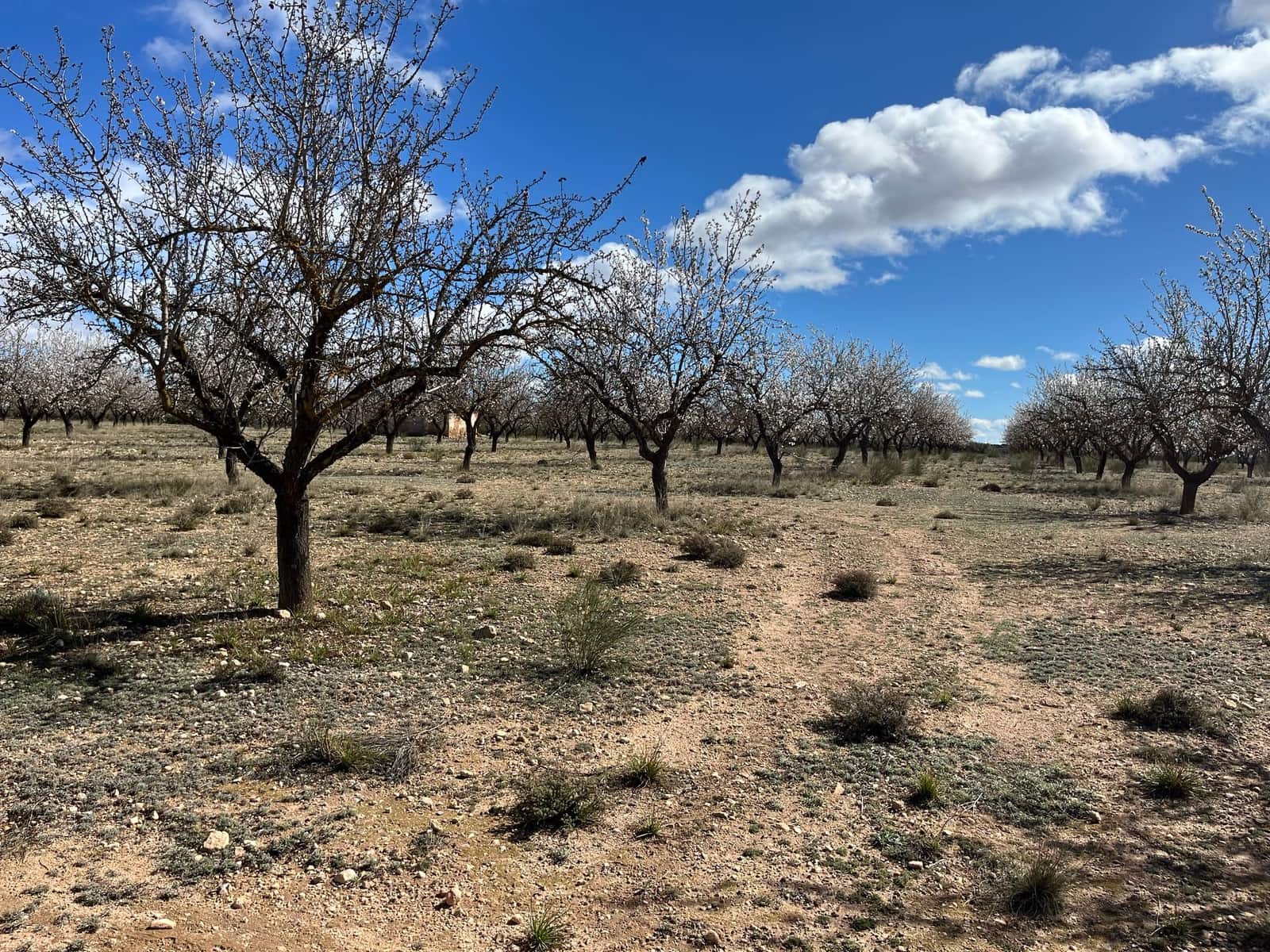 Finca/Country House for sale in Yecla - € 70,000 (Ref: 8935914)
