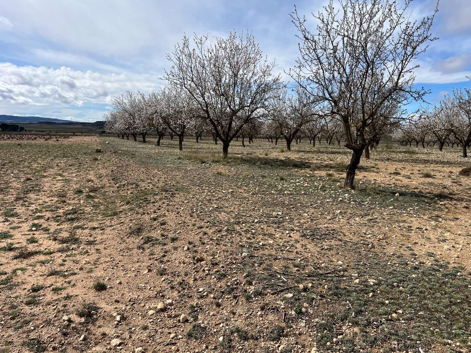 Finca/Country House for sale in Yecla - € 70,000 (Ref: 8935914)