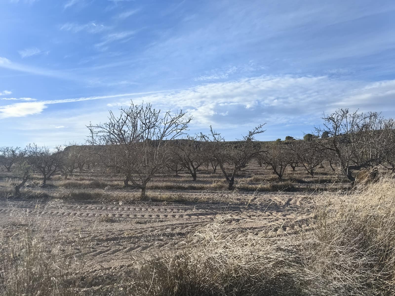 Mark till salu i Pinoso - 180 000 € (Ref: 8935920)