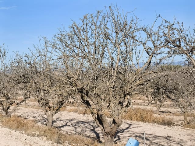 Mark till salu i Pinoso - 180 000 € (Ref: 8935920)