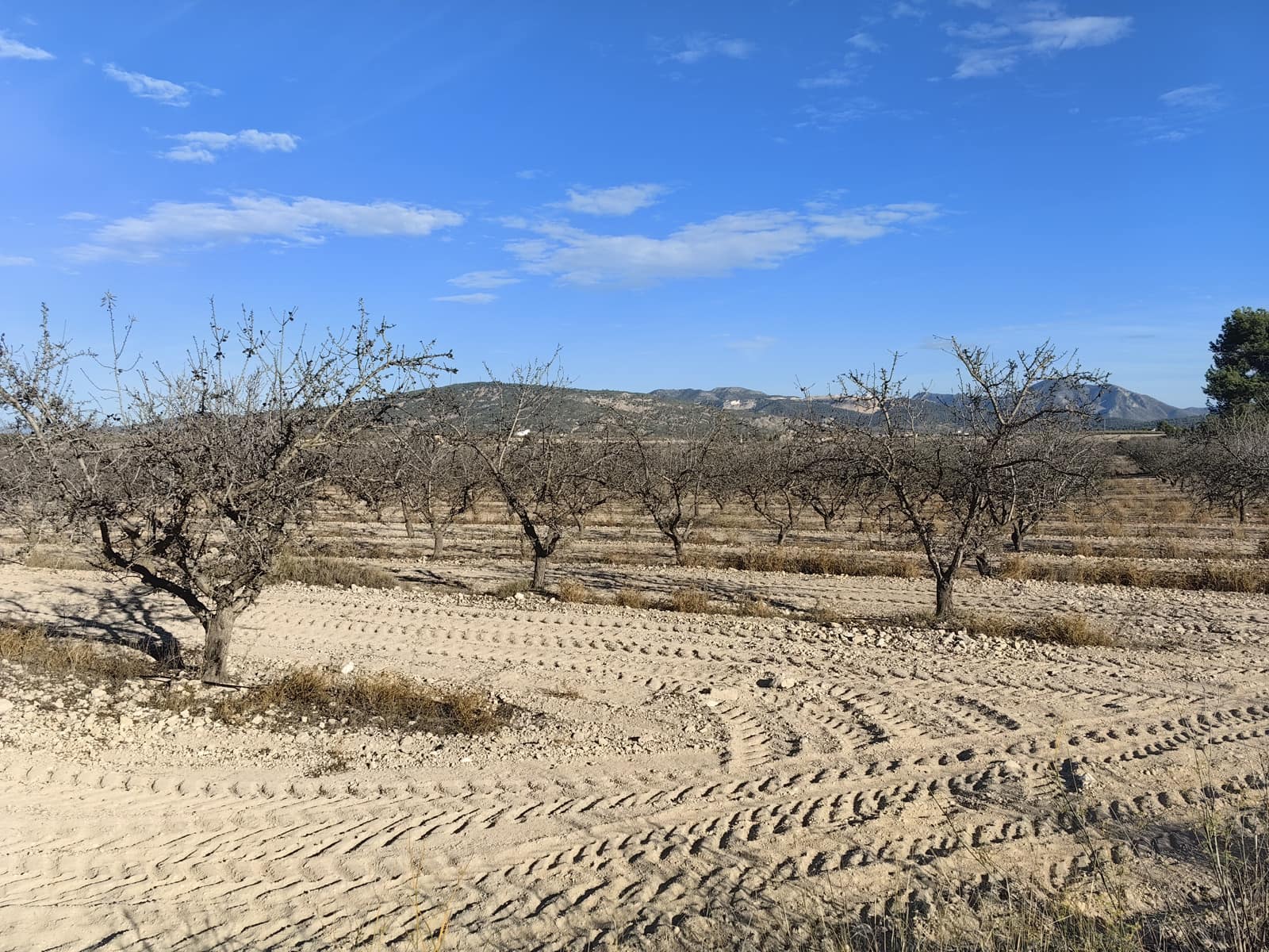 Mark till salu i Pinoso - 180 000 € (Ref: 8935920)