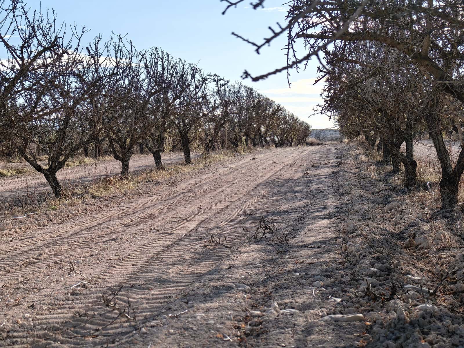 Mark till salu i Pinoso - 180 000 € (Ref: 8935920)