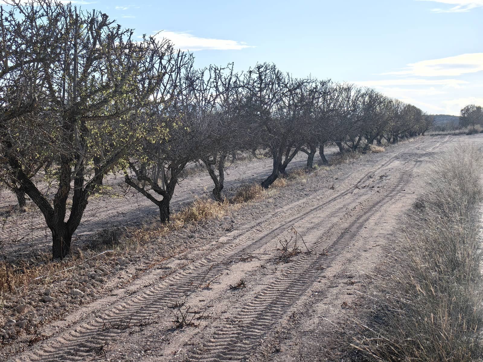 Mark till salu i Pinoso - 180 000 € (Ref: 8935920)