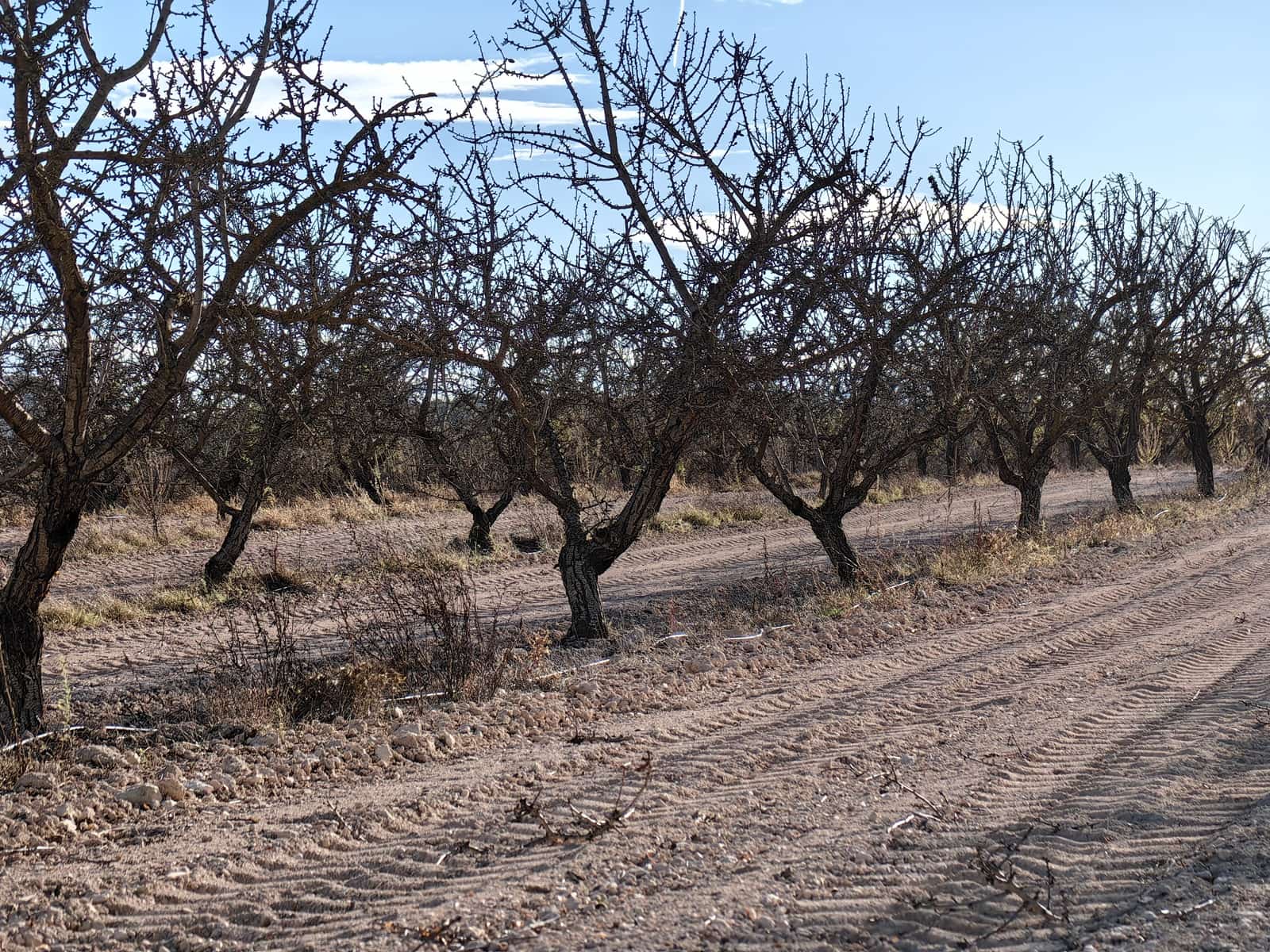 Mark till salu i Pinoso - 180 000 € (Ref: 8935920)