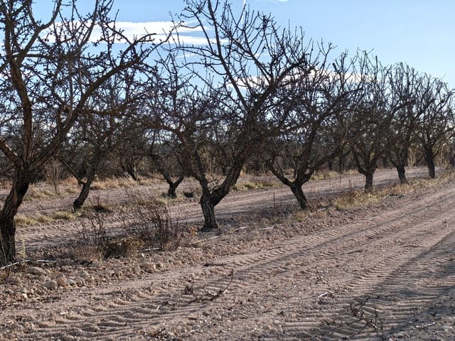 Mark till salu i Pinoso - 180 000 € (Ref: 8935920)