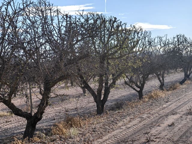 Mark till salu i Pinoso - 180 000 € (Ref: 8935920)