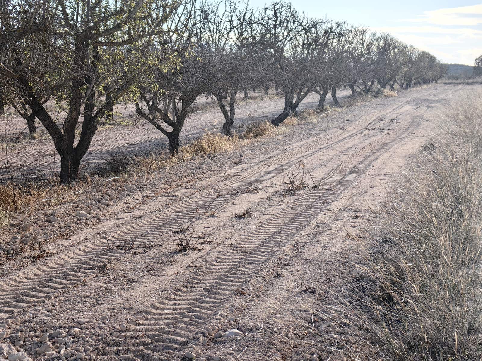 Mark till salu i Pinoso - 180 000 € (Ref: 8935920)