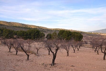 Mark till salu i Raspay, Yecla - 29 900 € (Ref: 8935954)