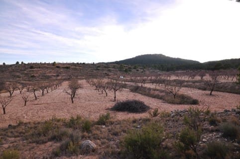 Mark till salu i Raspay, Yecla - 29 900 € (Ref: 8935954)