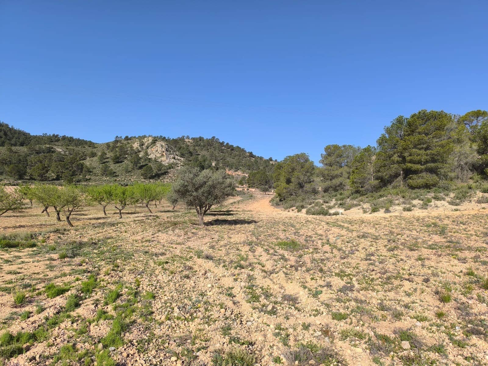 Terre non Aménagée à vendre à Yecla - 52 500 € (Ref: 8947014)