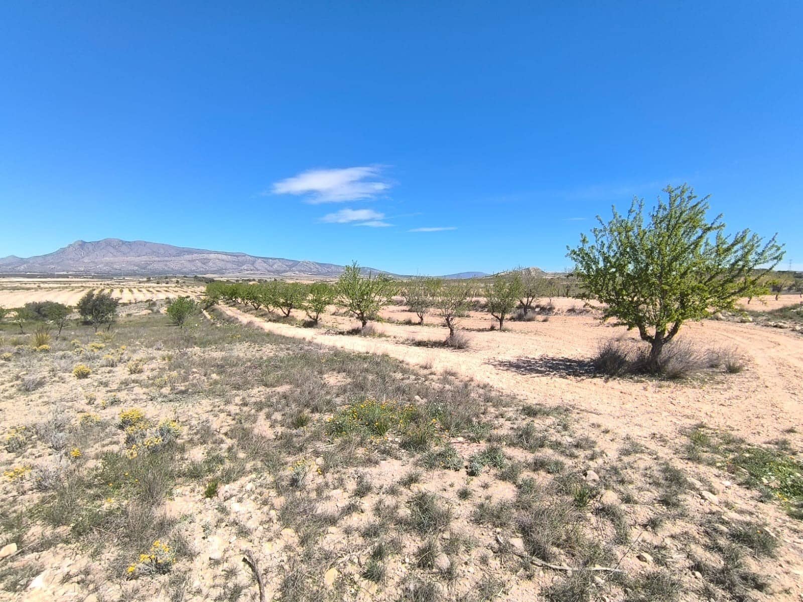 Undeveloped Land for sale in Jumilla - € 13,900 (Ref: 8947017)