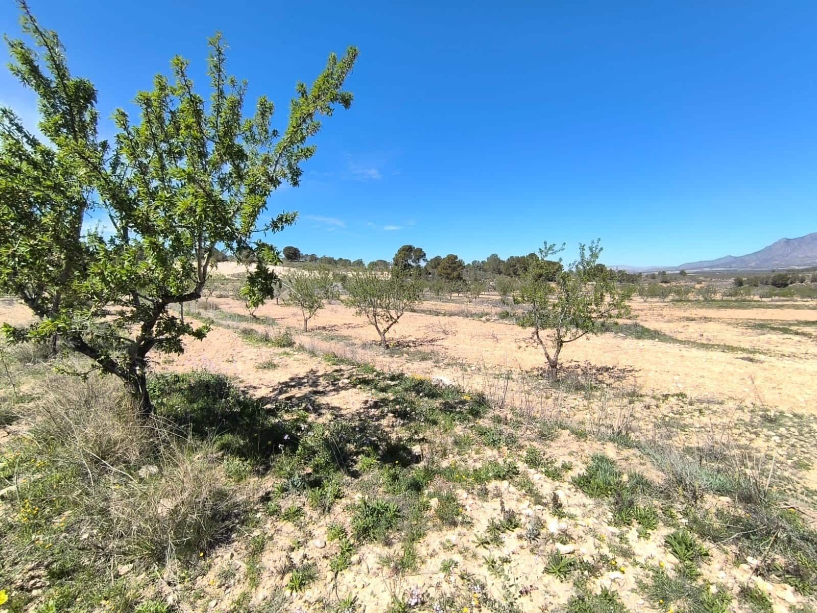 Terre non Aménagée à vendre à La Zarza - 43 500 € (Ref: 8947019)