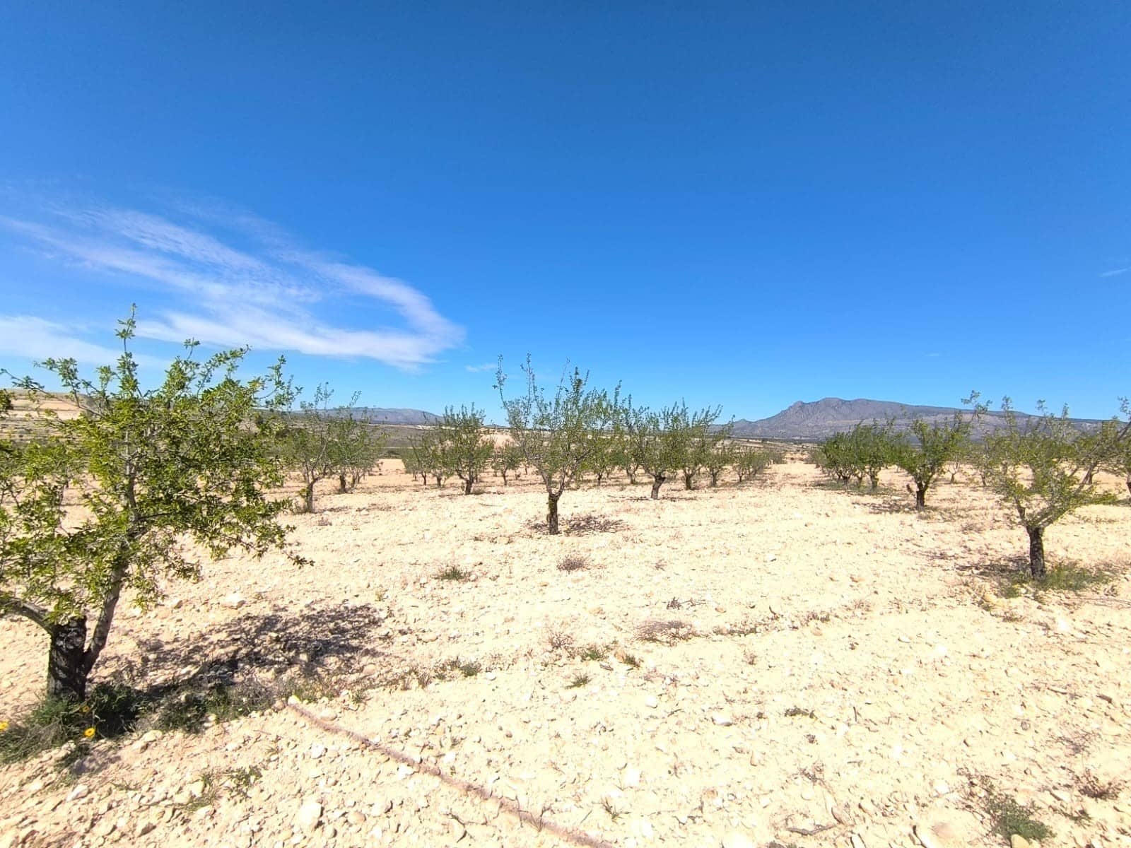 Ubebygd land til salgs i Pinoso - € 52 900 (Ref: 8947020)