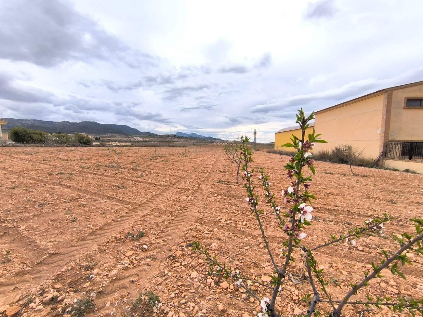 Grunde uden byggetilladelser til salg i Pinoso - € 67.500 (Ref: 8947027)