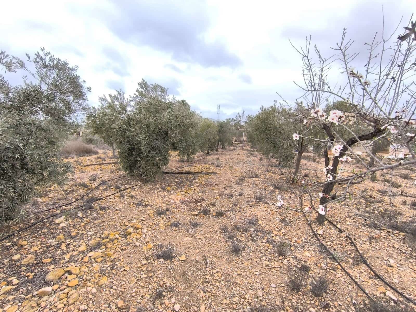 2 soveværelse Finca/Landehus til salg i La Romana med swimmingpool - € 99.990 (Ref: 8947033)