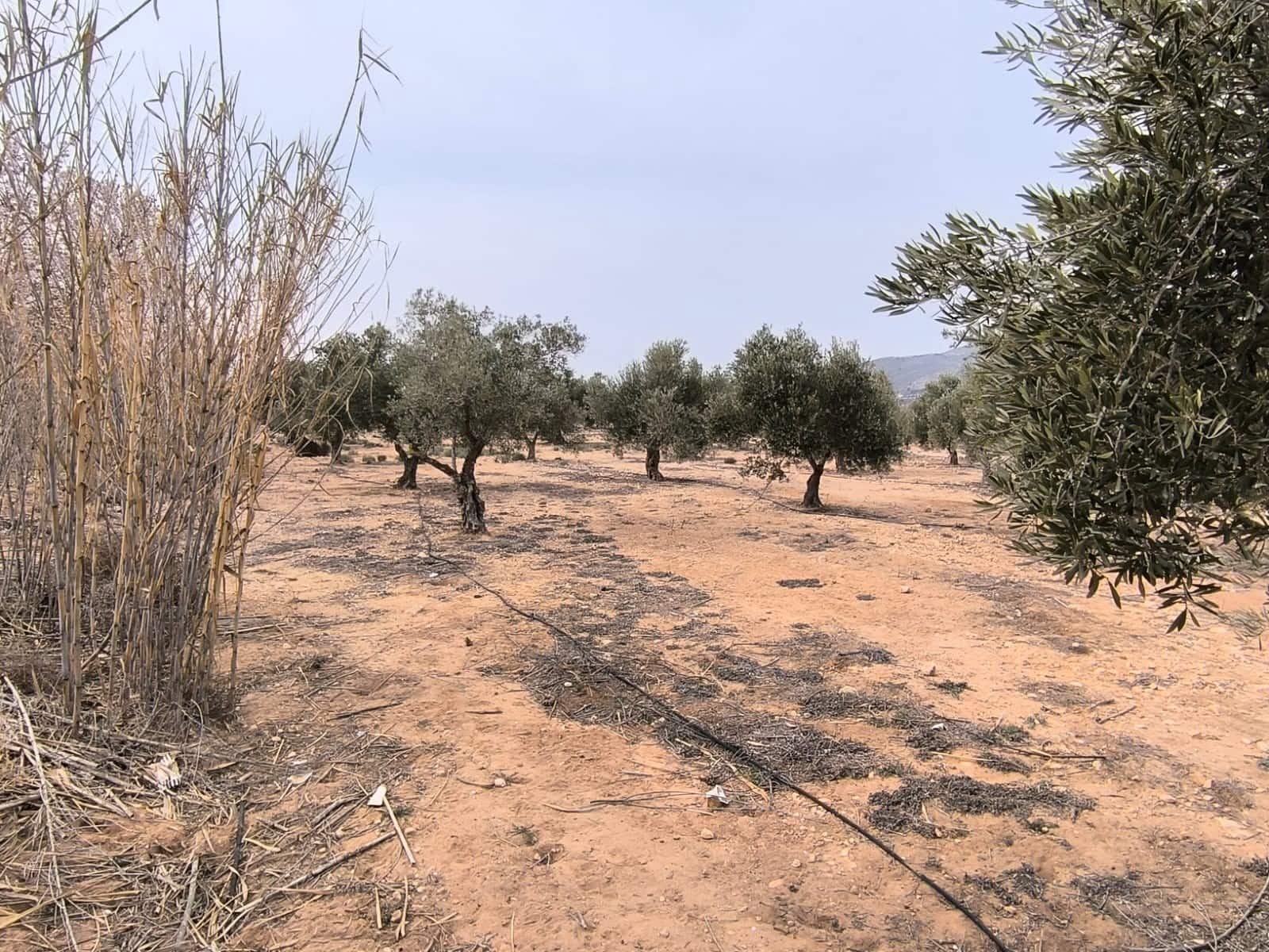 Grunde uden byggetilladelser til salg i Villena - € 66.995 (Ref: 8947034)