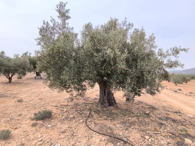 Mark till salu i Villena - 66 995 € (Ref: 8947034)