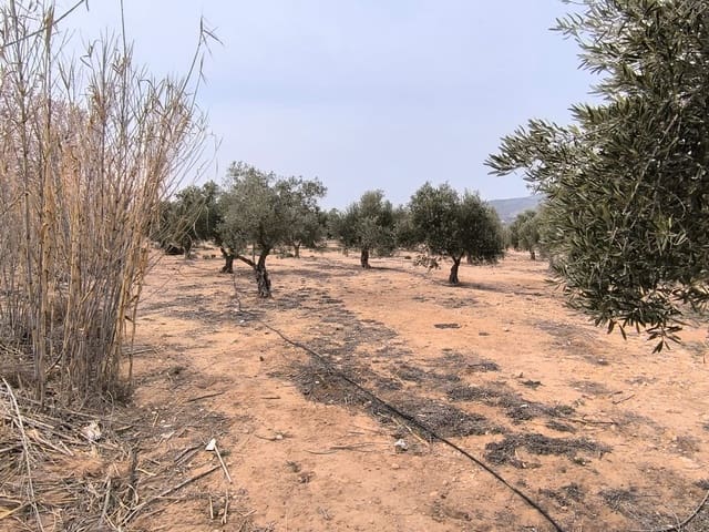 Undeveloped Land for sale in Villena - € 66,995 (Ref: 8947034)