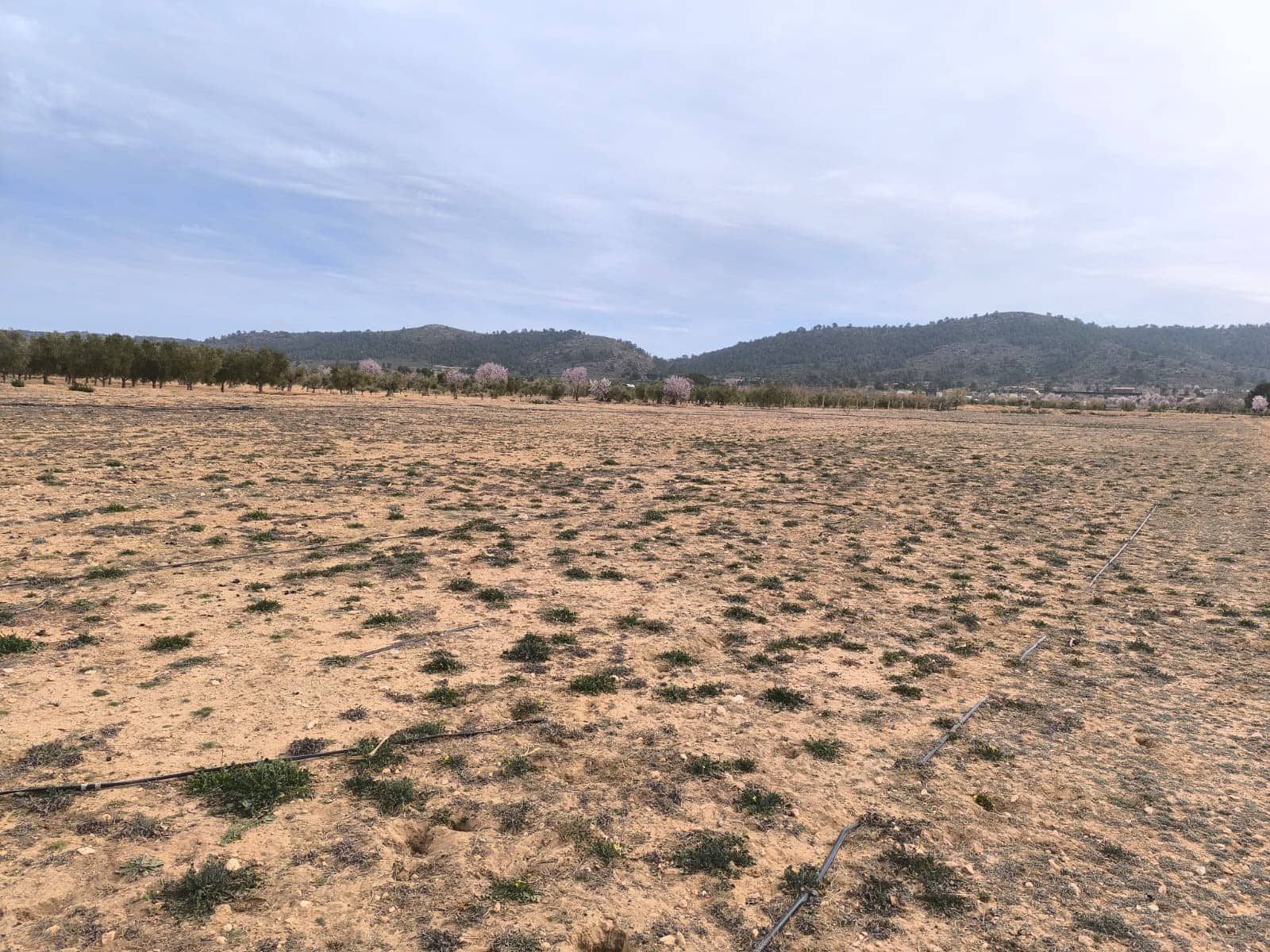 Terre non Aménagée à vendre à Villena - 66 995 € (Ref: 8947034)