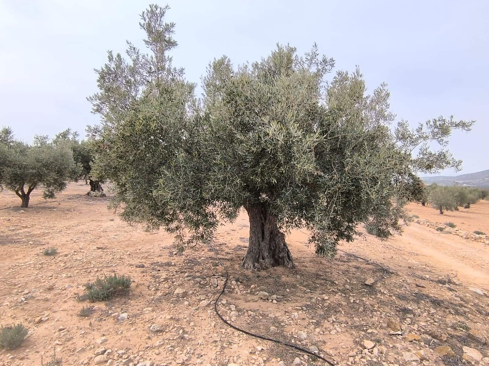 Terre non Aménagée à vendre à Villena - 66 995 € (Ref: 8947034)