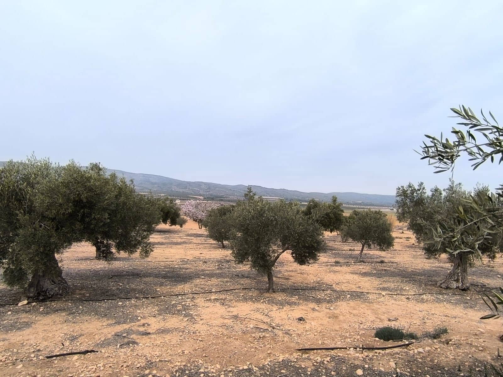 Undeveloped Land for sale in Villena - € 66,995 (Ref: 8947034)