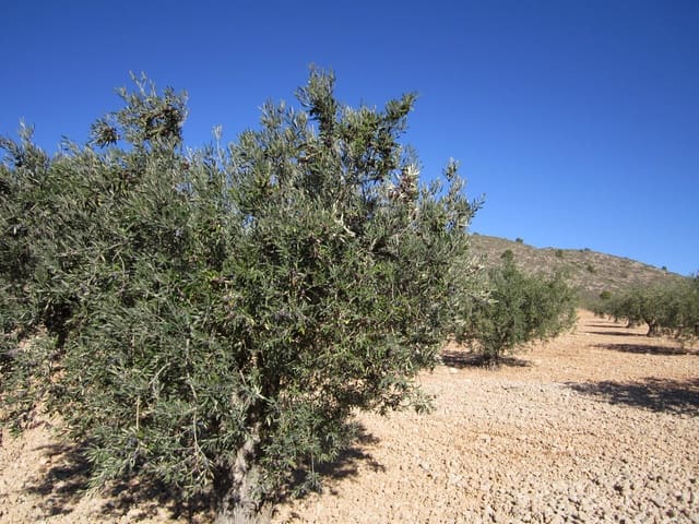 Mark till salu i Yecla - 24 000 € (Ref: 8951197)