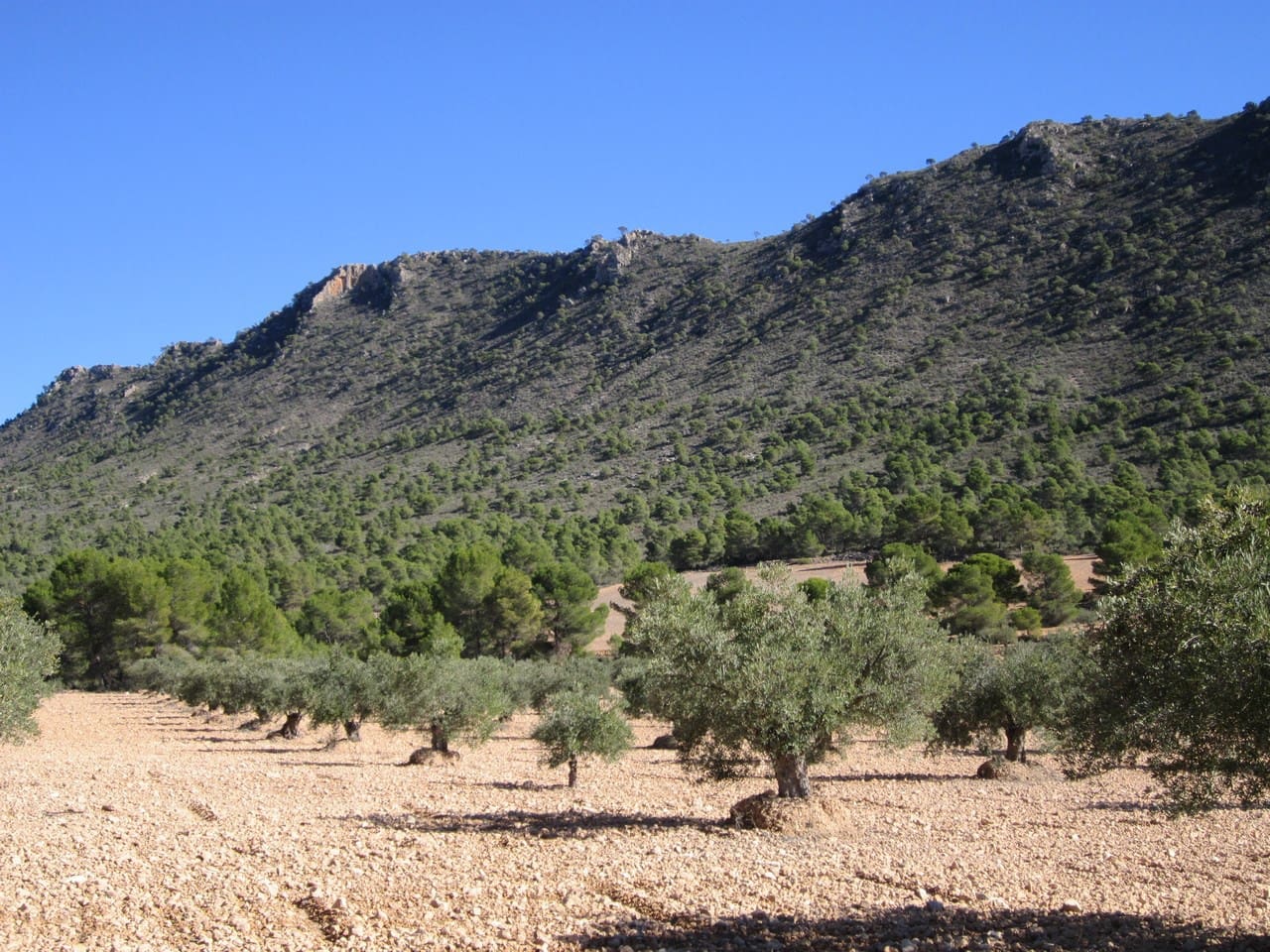 Terre non Aménagée à vendre à Yecla - 24 000 € (Ref: 8951197)
